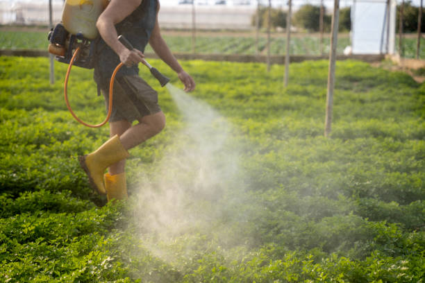 Best Affordable Pest Control Services  in Solvay, NY