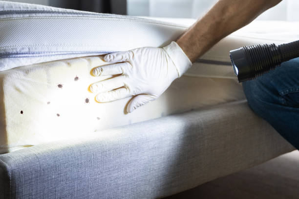Best Exterminator Services  in Solvay, NY