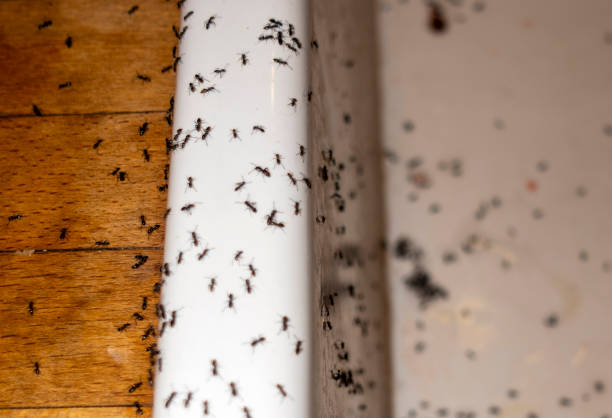 Best Pest Control Near Me in Solvay, NY