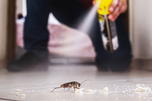 Best Local Pest Control Services  in Solvay, NY
